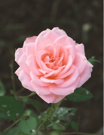 M. Esther Skinner Obituary